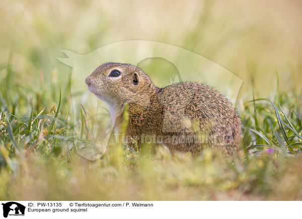 European ground squirrel / PW-13135