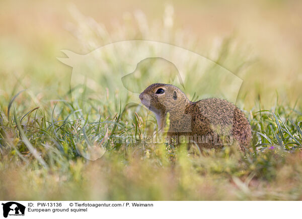 European ground squirrel / PW-13136