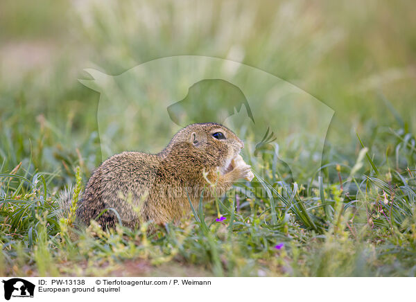 European ground squirrel / PW-13138