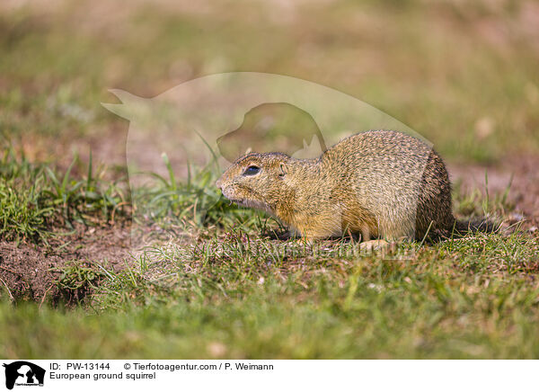 Europischer Ziesel / European ground squirrel / PW-13144