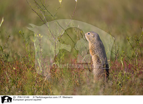 European ground squirrel / PW-13149