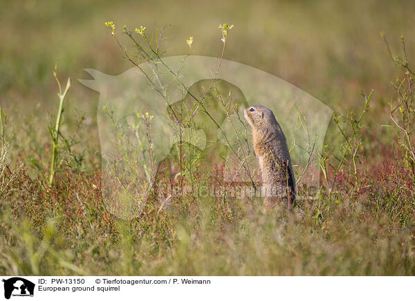 European ground squirrel / PW-13150