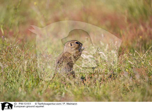 European ground squirrel / PW-13151