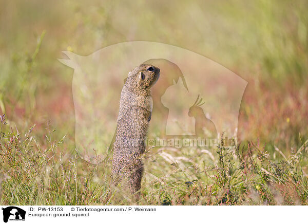 Europischer Ziesel / European ground squirrel / PW-13153