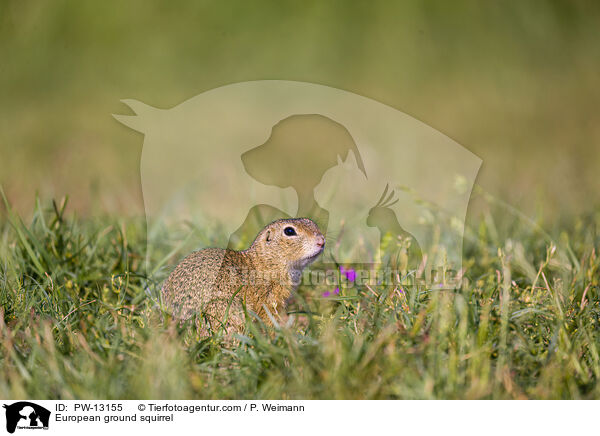 European ground squirrel / PW-13155