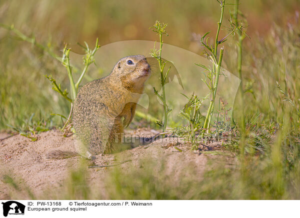 European ground squirrel / PW-13168