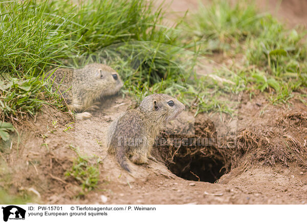 young European ground squirrels / PW-15701