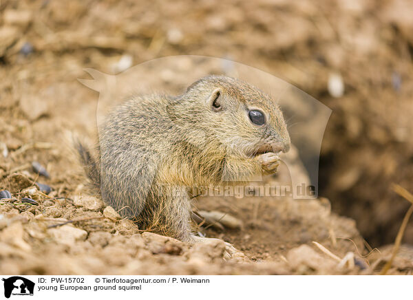 junges Europisches Ziesel / young European ground squirrel / PW-15702