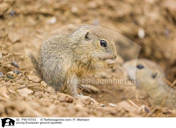 young European ground squirrels / PW-15703