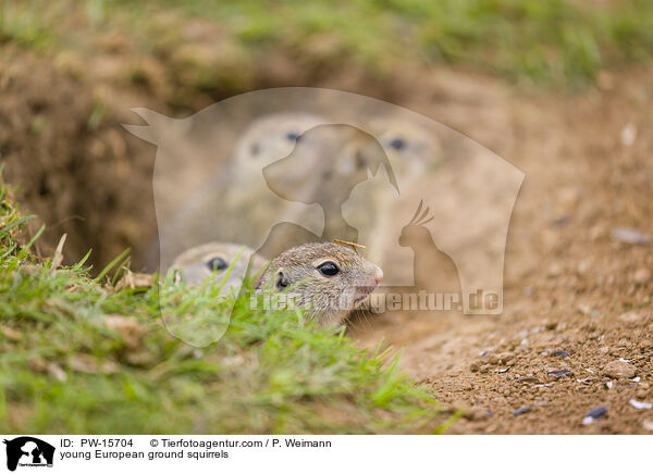 young European ground squirrels / PW-15704