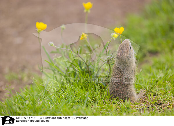 Europischer Ziesel / European ground squirrel / PW-15711