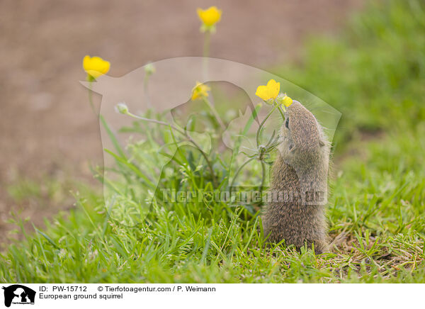 Europischer Ziesel / European ground squirrel / PW-15712