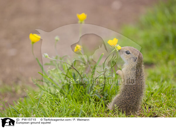 Europischer Ziesel / European ground squirrel / PW-15715