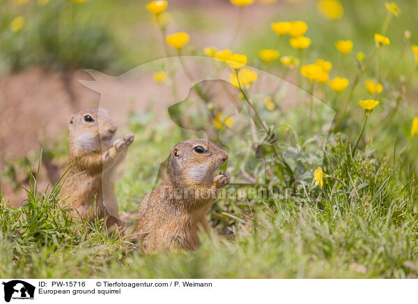 Europischer Ziesel / European ground squirrel / PW-15716