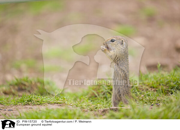 European ground squirrel / PW-15720