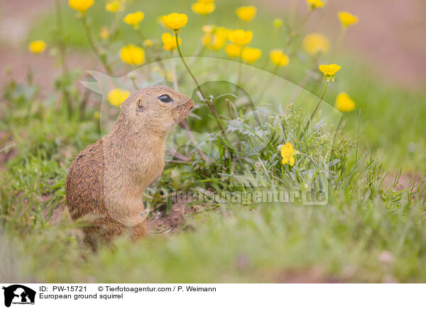 European ground squirrel / PW-15721