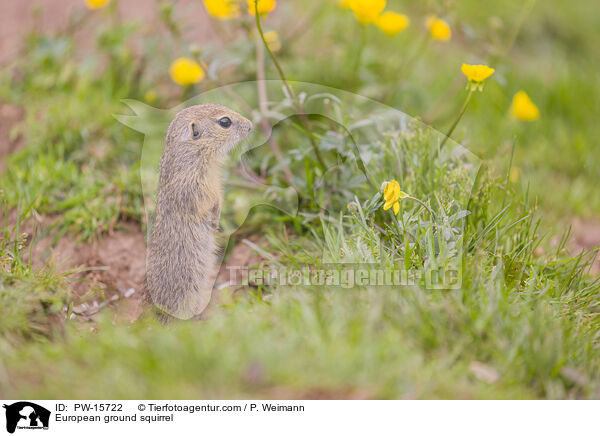 European ground squirrel / PW-15722