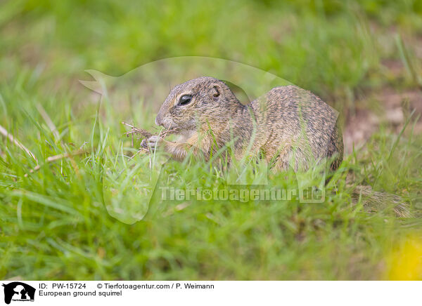 Europischer Ziesel / European ground squirrel / PW-15724