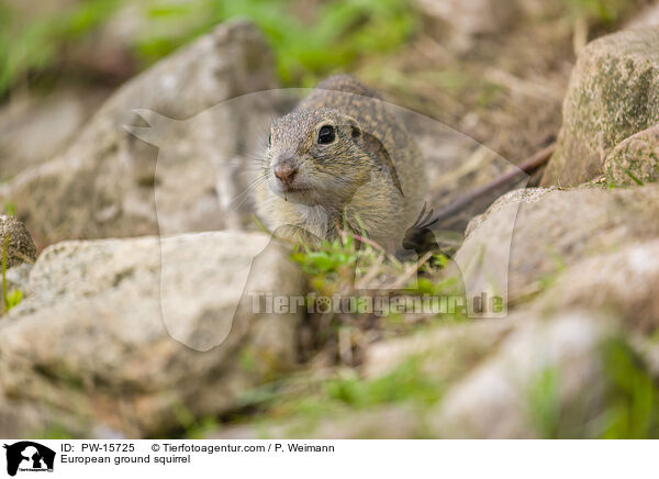 Europischer Ziesel / European ground squirrel / PW-15725