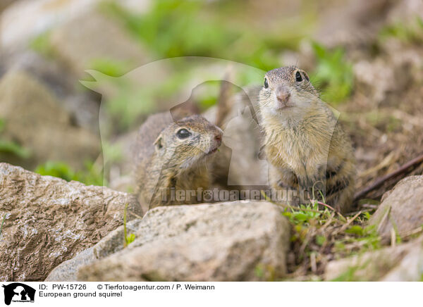 European ground squirrel / PW-15726