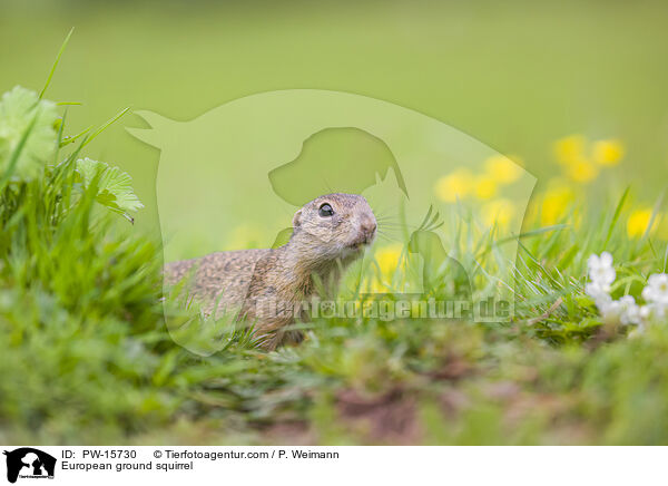 Europischer Ziesel / European ground squirrel / PW-15730