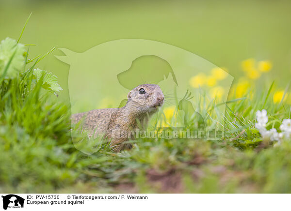 European ground squirrel / PW-15730