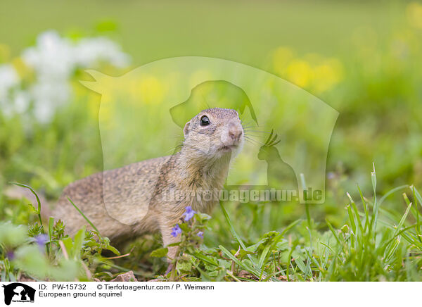 Europischer Ziesel / European ground squirrel / PW-15732
