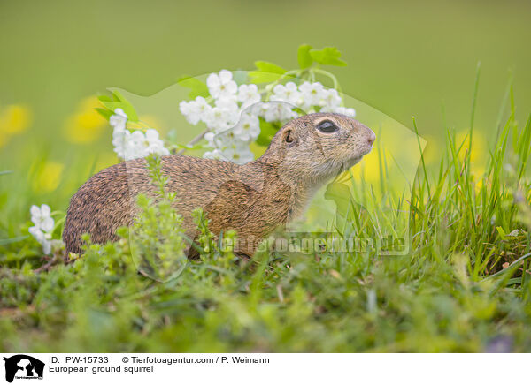Europischer Ziesel / European ground squirrel / PW-15733