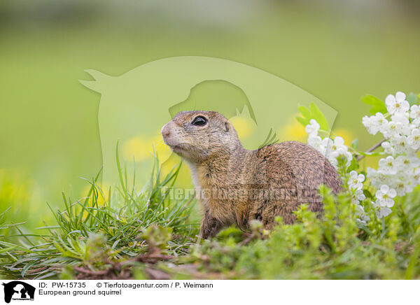 Europischer Ziesel / European ground squirrel / PW-15735