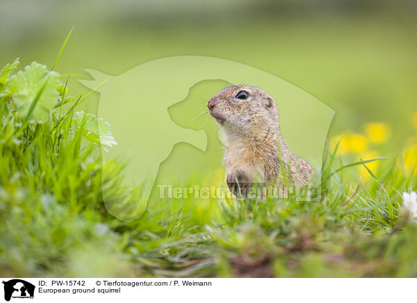 Europischer Ziesel / European ground squirrel / PW-15742