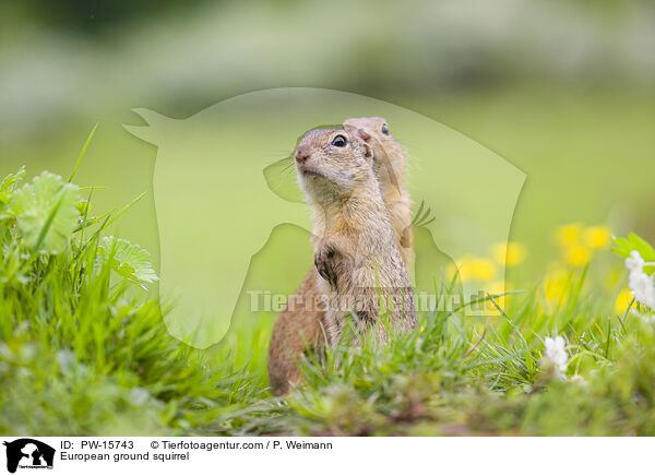 Europischer Ziesel / European ground squirrel / PW-15743