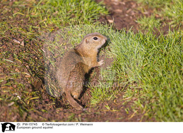 European ground squirrel / PW-15745