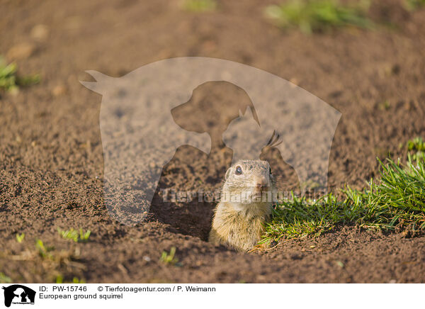 European ground squirrel / PW-15746