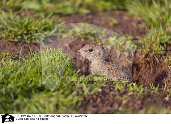 Europischer Ziesel / European ground squirrel / PW-15751
