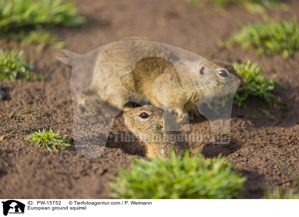 Europischer Ziesel / European ground squirrel / PW-15752