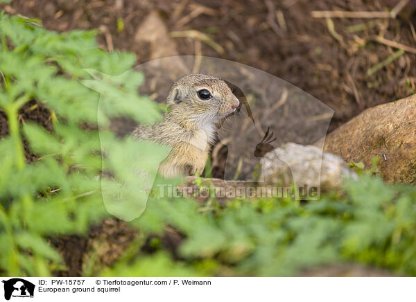 Europischer Ziesel / European ground squirrel / PW-15757