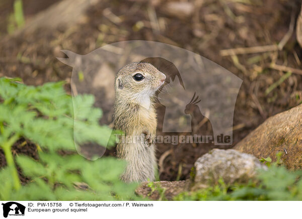 Europischer Ziesel / European ground squirrel / PW-15758