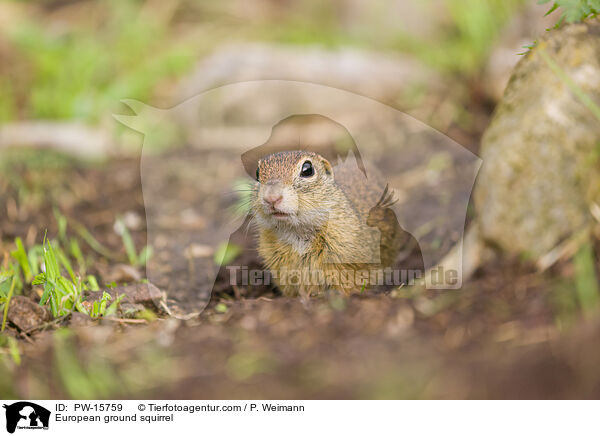 Europischer Ziesel / European ground squirrel / PW-15759