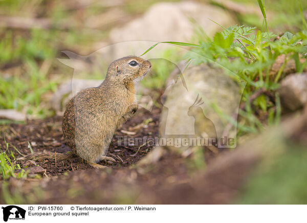 Europischer Ziesel / European ground squirrel / PW-15760