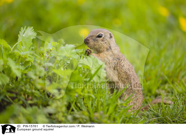 Europischer Ziesel / European ground squirrel / PW-15761