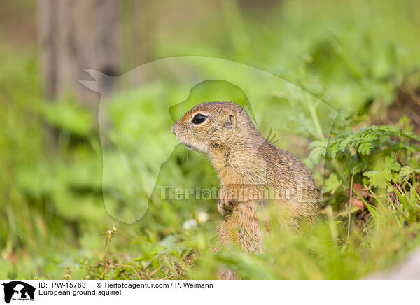 European ground squirrel / PW-15763