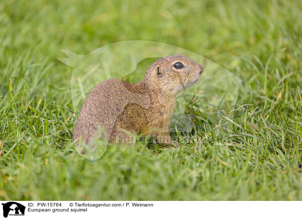 European ground squirrel / PW-15764