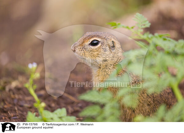 Europischer Ziesel / European ground squirrel / PW-15766