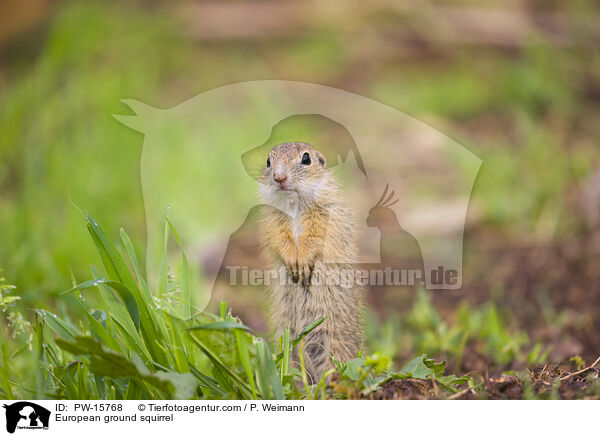 European ground squirrel / PW-15768