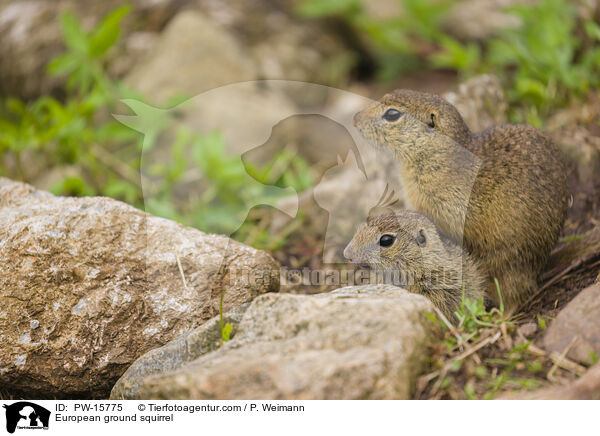 Europischer Ziesel / European ground squirrel / PW-15775