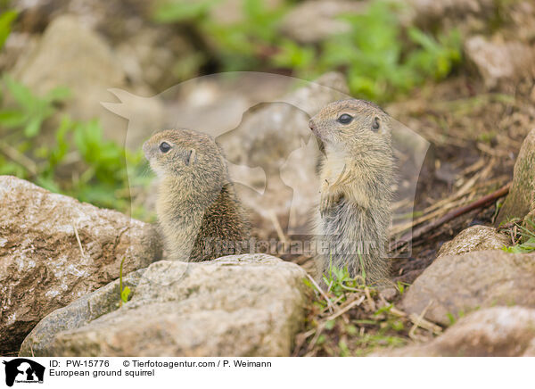 European ground squirrel / PW-15776