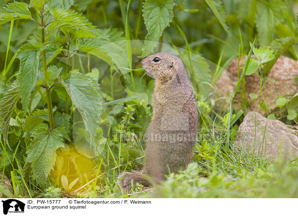 Europischer Ziesel / European ground squirrel / PW-15777