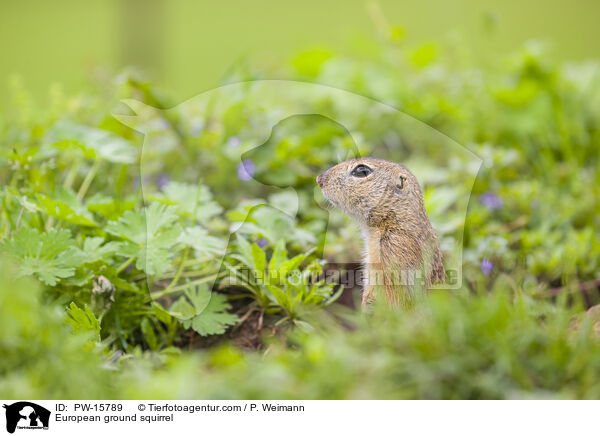 Europischer Ziesel / European ground squirrel / PW-15789
