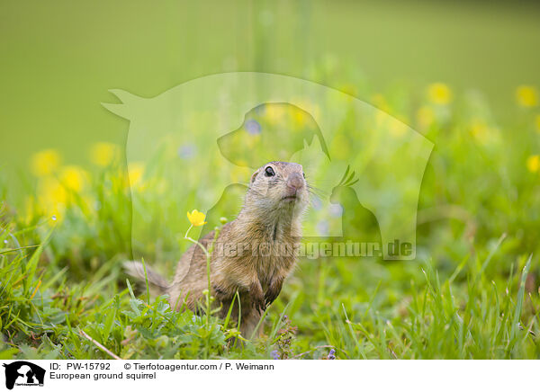 Europischer Ziesel / European ground squirrel / PW-15792