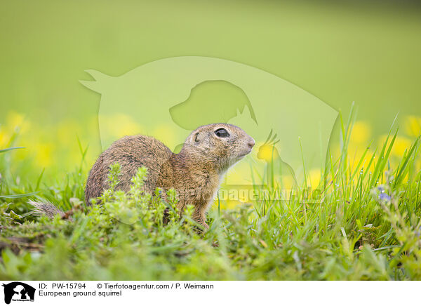 European ground squirrel / PW-15794